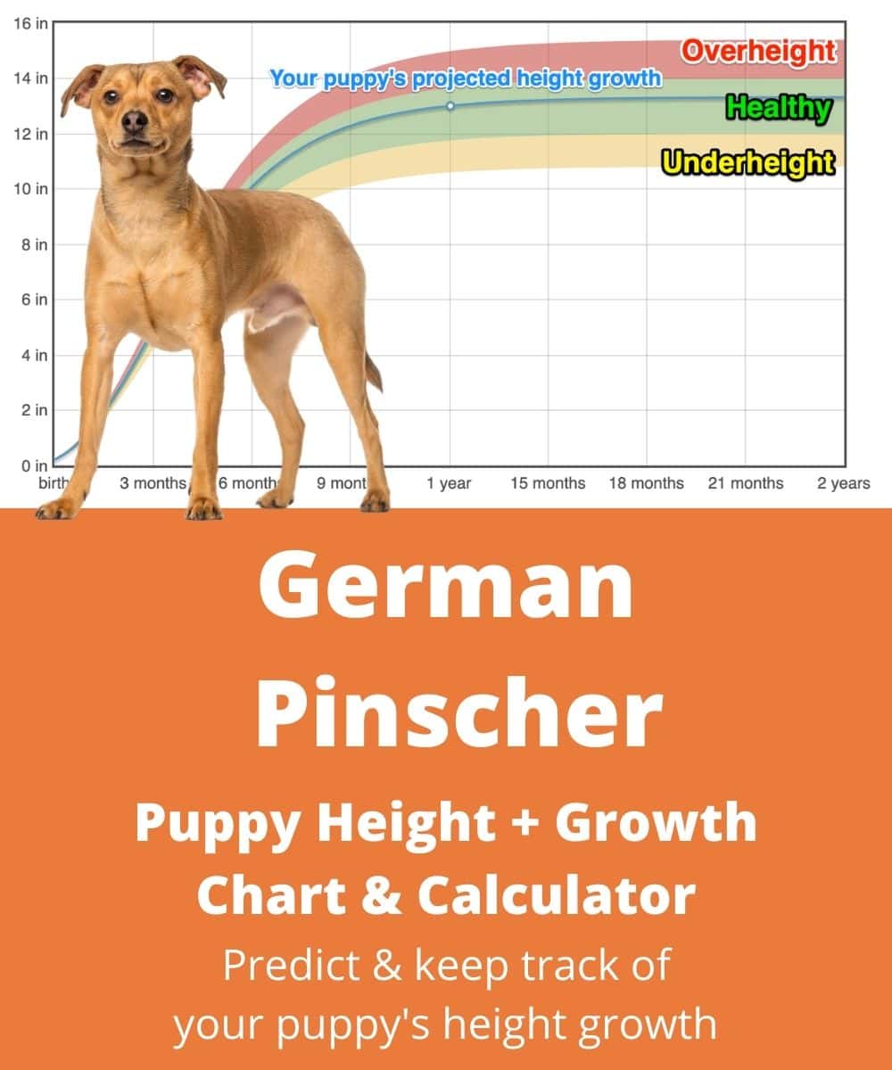 german-pinscher Puppy height Growth Chart